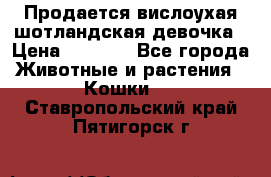 Продается вислоухая шотландская девочка › Цена ­ 8 500 - Все города Животные и растения » Кошки   . Ставропольский край,Пятигорск г.